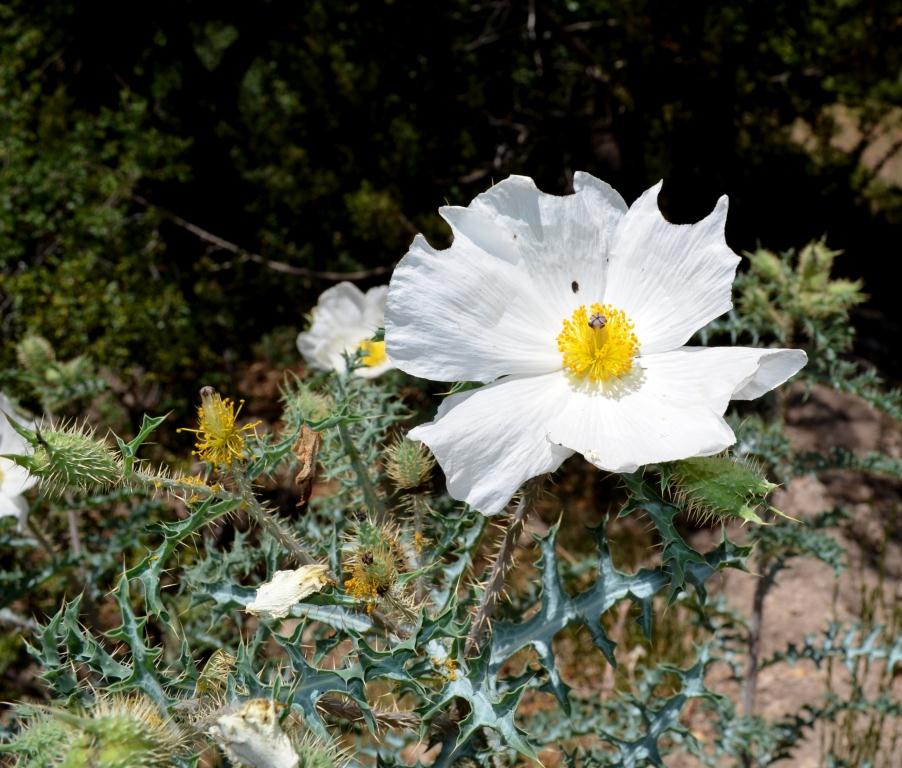 Argemone pinnatisecta