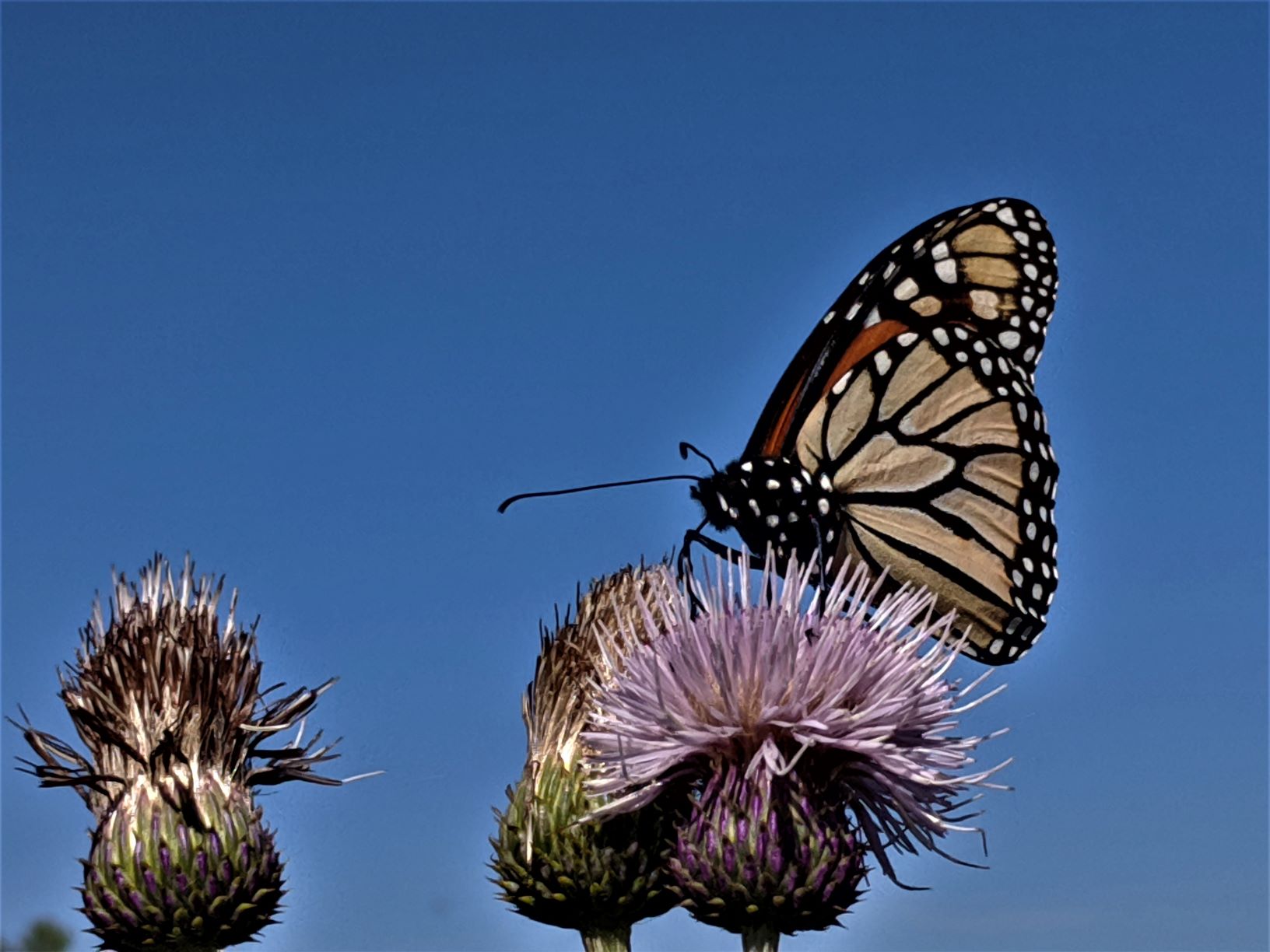 Cirsium wrightii