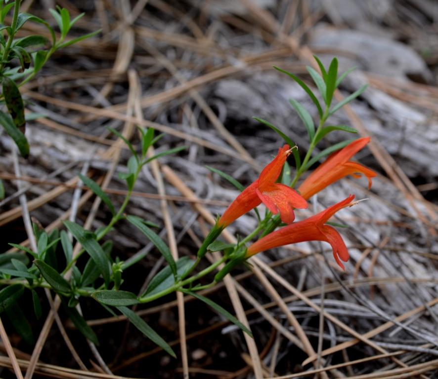 Hedeoma todsenii