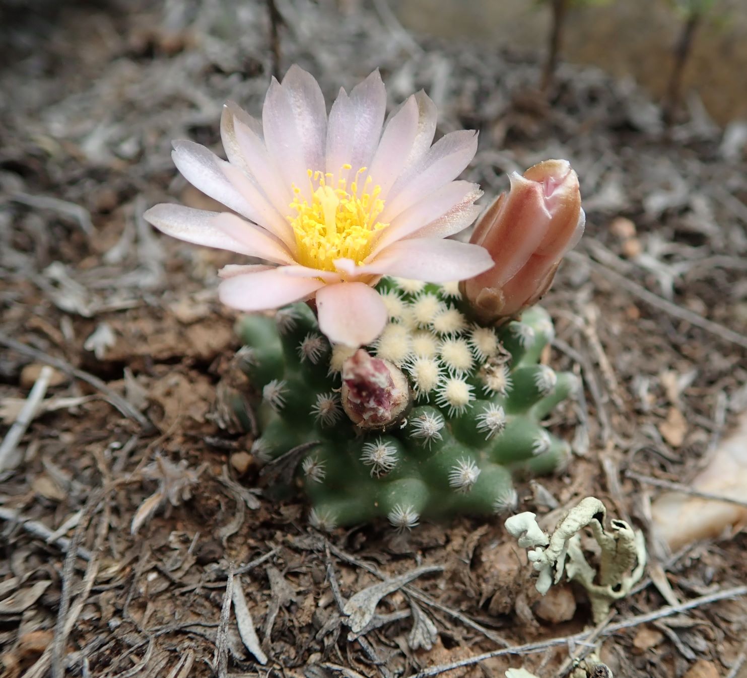 Pediocactus knowltonii